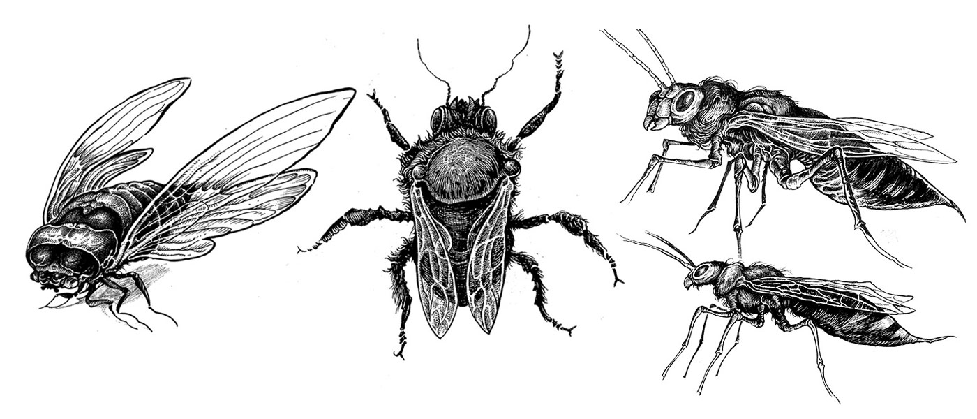  insectes
